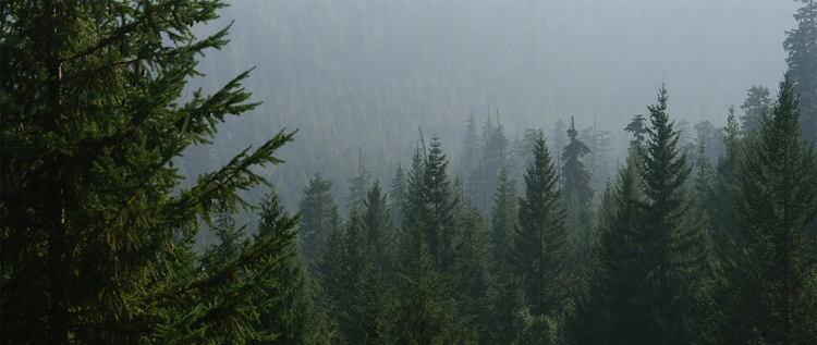 Guanyi Toys - fsc certified sustainable pine forest